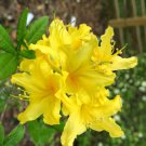 Canary Isles Aromi Deciduous Azalea Rhododendron Well Rooted Starter Plant Please Read All Info See 