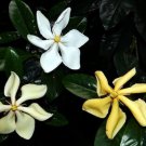 Vietnames Gardenia Kailarsenia Vietnamensis Plant Color Changing Fragrant Flower 3 Color Blooms