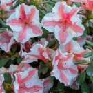 Encore Autumn Starburst Azalea Deciduous Well Rooted Starter Plant Double Pink Blooms