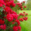 Jean Marie De Montague Rhododendron Large Rooted Plant Blood Red Ruffled Blooms May Be Dormant
