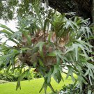 Staghorn Fern Netherlands Elkhorn Playtcerium Bifurcatum Rooted Starter Plant