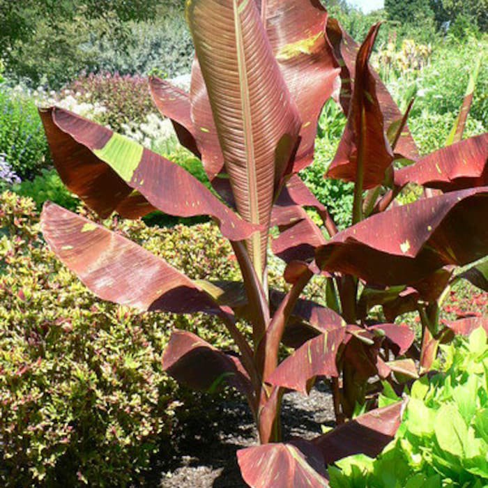 Siam Ruby Variegated Ornamental Banana Small Rooted Musa Banana Starter Plant Very Rare