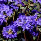 Blue Baron Rhododendron Well Rooted Starter Plant Very Rare