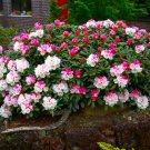 Yaku Princess Azalea Rhododendron Rooted Starter Plant Varying Shades Of Pink