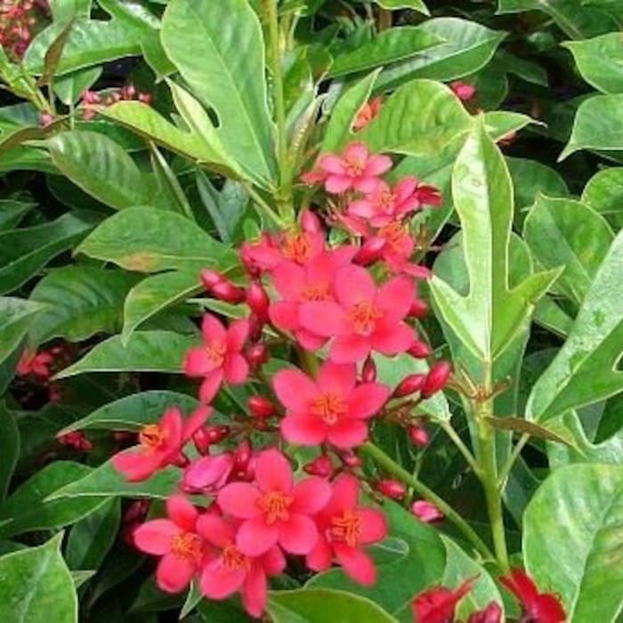 Watermelon Pink Dwarf Jatropha Intergerima Tropical Peregrina Starter Plant Hummingbird Paradise