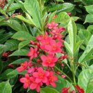 Watermelon Pink Dwarf Jatropha Intergerima Tropical Peregrina Starter Plant Hummingbird Paradise
