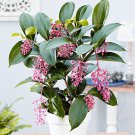 Bella Florinilla Medinnila Plant Live Well Rooted Starter Plant Gorgeous Pendulous Pink Blooms