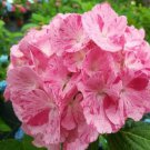 Sweet Fantasy Hydrangea Starter Plant Light Pink Blooms Splashed With Deep Pink Stripes Gorgeous Blo