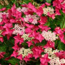Cherry Explosion Hydrangea Starter Plant Hot Pink Blooms