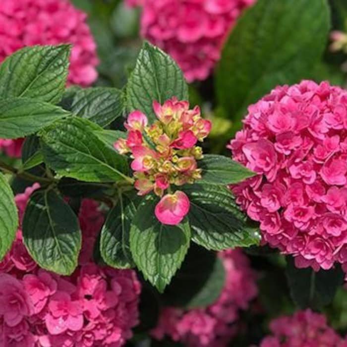 Ruby Blossom Hydrangea Starter Plant Vibrant Deep Pink Blooms