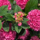 Ruby Blossom Hydrangea Starter Plant Vibrant Deep Pink Blooms