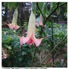 Sommer Joy Angels Trumpet Brugmansia Tropical Plant Well Rooted Starter Plant