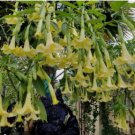 Sunray Angels Trumpet Brugmansia Tropical Plant Well Rooted Starter Plant