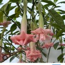Pinkies Wish Angels Trumpet Brugmansia Tropical Plant Well Rooted Starter Plant