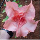 Blessed Angels Trumpet Brugmansia Tropical Plant Well Rooted Starter Plant