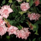 Lizzy Angels Trumpet Brugmansia Tropical Plant Well Rooted Starter Plant