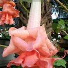 Pink Perfection Angels Trumpet Brugmansia Tropical Plant Well Rooted Starter Plant