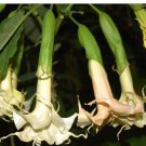 Southern Delight Angel Trumpet Brugmansia Tropical Plant Well Rooted Starter Plant