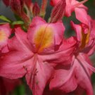 Very Rare Country Cousin Aromi Azalea Rhododendron Deciduous Small Rooted Plant Not Dead It Is Dorma