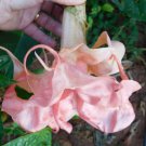 Evelynn Angels Trumpet Brugmansia Tropical Plant Well Rooted Starter Plant