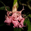 Dalens Armour Angels Trumpet Brugmansia Tropical Plant Blooming Plant Well Rooted Starter Plant