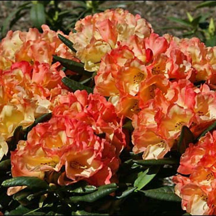 Seaview Sunset Azalea Rhododendron Deciduous Rooted Starter Plant Sunrise Color