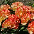 Seaview Sunset Azalea Rhododendron Deciduous Rooted Starter Plant Sunrise Color