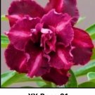 Xx Rose 01 Adenium Obesum Grafted Plant Desert Rose Plant