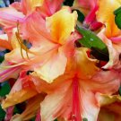 Tallulah Sunrise Aka Pat Ryan Large Azalea Rhododendron Deciduous Large Rooted Plant