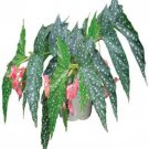 4 Pot Angelwing Begonia My Special Angel Well Rooted Plant