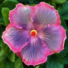 Magic Crystal Small Rooted Tropical Hibiscus Starter Plant Ships Bare Root Very Rare