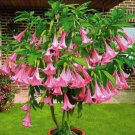 Flemanco Angels Trumpet Brugmansia Tropical Plant Blooming Plant Well Rooted Starter Plant