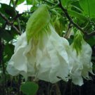 Shredded White Angels Trumpet Brugmansia Tropical Plant Blooming Plant Well Rooted Starter Plant