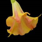 Mango Crush Angels Trumpet Brugmansia Tropical Plant Blooming Plant Well Rooted Starter Plant