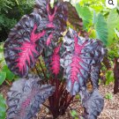 Redemption Colocasia Esculenta Elephant Ear Small Rooted Starter Plant Black Leaves With Hot Pink Ve
