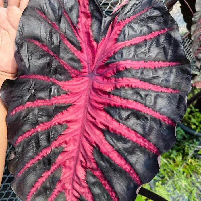 Redemption Colocasia Esculenta Elephant Ear Small Rooted Starter Plant Black Leaves With Hot Pink Ve