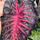 Redemption Colocasia Esculenta Elephant Ear Small Rooted Starter Plant Black Leaves With Hot Pink Ve