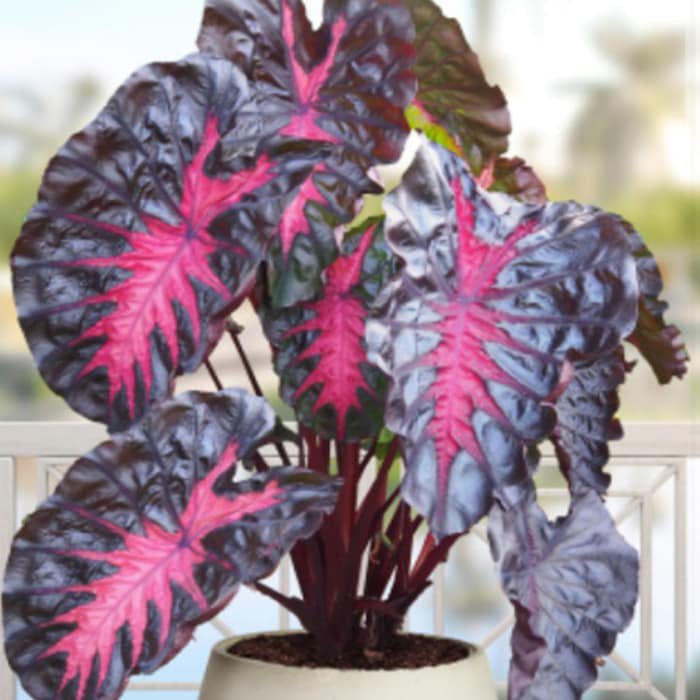 Redemption Colocasia Esculenta Elephant Ear Small Rooted Starter Plant Black Leaves With Hot Pink Ve