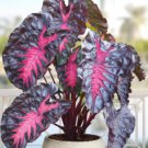 Redemption Colocasia Esculenta Elephant Ear Small Rooted Starter Plant Black Leaves With Hot Pink Ve