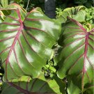 Pharaohs Mask Red Colocasia Esculenta Elephant Ear Small Rooted Starter Plant Extremely Rare Variety