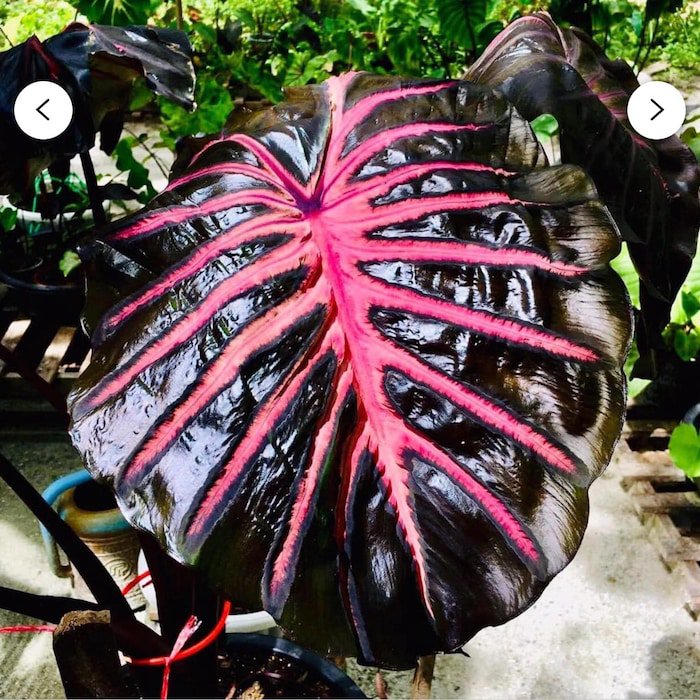 Black Lava Colocasia Esculenta Elephant Ear Small Rooted Starter Plant Black Leaves With Hot Pink Ve