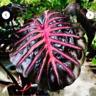 Black Lava Colocasia Esculenta Elephant Ear Small Rooted Starter Plant Black Leaves With Hot Pink Ve