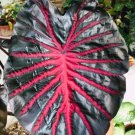 Black Lava Colocasia Esculenta Elephant Ear Small Rooted Starter Plant Black Leaves With Hot Pink Ve