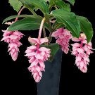 Royal Zenz Magnifica Medinilla Plant Live Well Rooted Starter Plant Gorgeous Pendulous Pink Blooms V