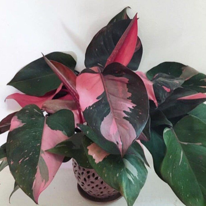 Pink Princess Variegated Philodendron Small Rooted Starter Plant Extremely Rare