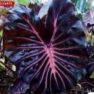 Black Lava Colocasia Esculenta Elephant Ear Small Rooted Starter Plant Black Leaves With Hot Pink Ve