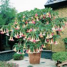 Versicolor Angels Trumpet Brugmansia Tropical Plant Multi Color Blooming Plant Well Rooted Starter P