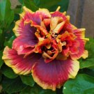 Crown Jelly Fish Small Tropical Hibiscus Rooted Starter Plant