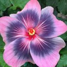 Midnight Tryst Small Rooted Tropical Hibiscus Starter Plant Ships Bare Root Very Rare