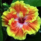 Tahitian Sunset Splendor Small Rooted Tropical Hibiscus Starter Plant Ships Bare Root Very Rare